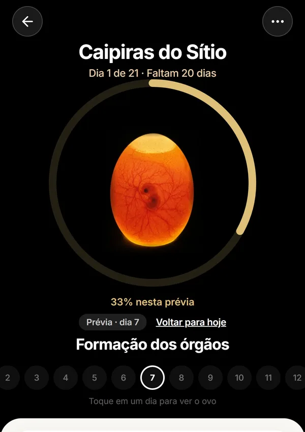 O ovo por dentro no dia 7